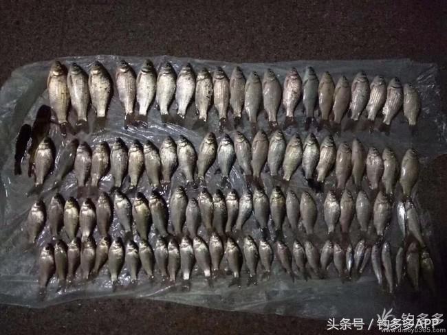 新手钓鱼一学就会,学钓鱼没点狠劲还真不行