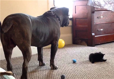 一条比特犬多少钱,小的比特犬多少钱一只