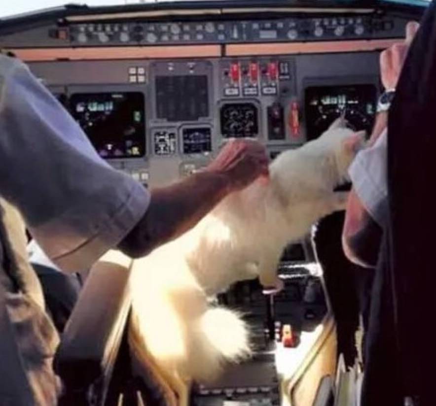 看到这些大牌新出的农历狗年限量款，我笑出了猪叫……