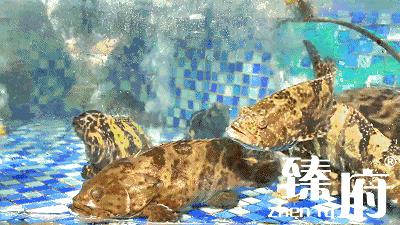 正宗海鲜干货的做法,海产干货怎样做好吃