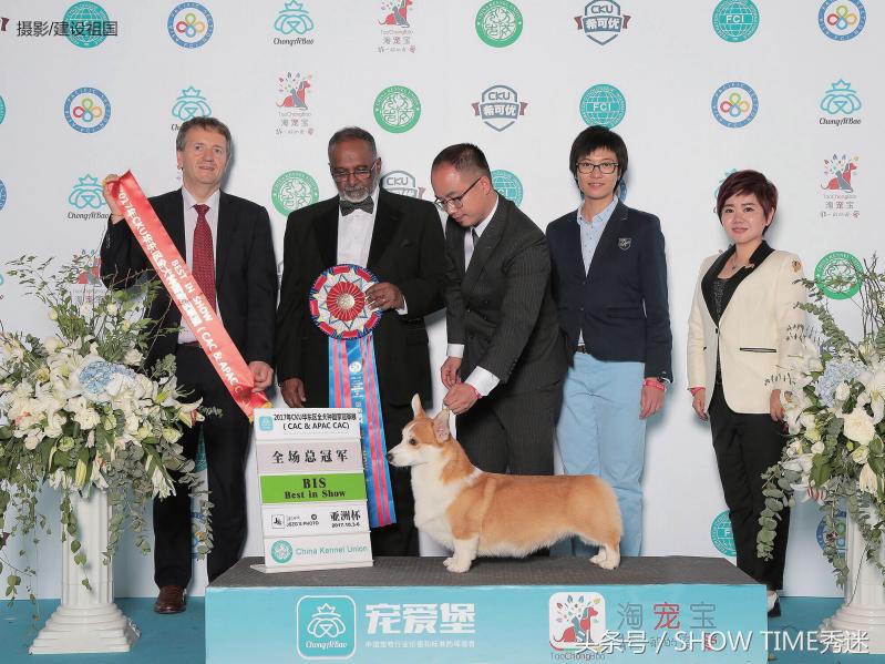 我和我的柯基犬王国