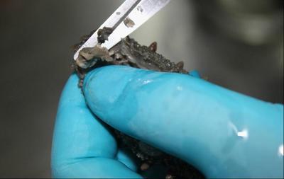 正宗海鲜干货的做法,海产干货怎样做好吃