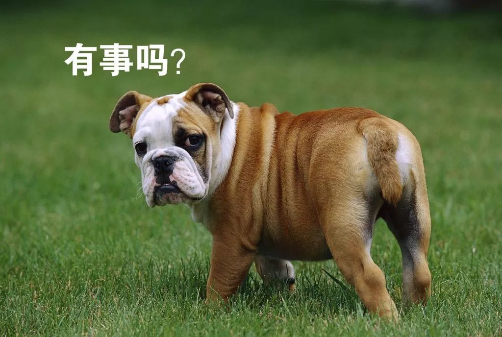 看到这些大牌新出的农历狗年限量款，我笑出了猪叫……