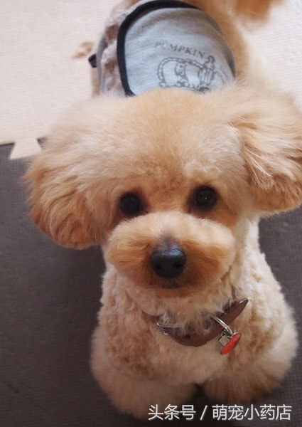 贵宾老咬人，老爱跑床上，怎么整改？给你支招！