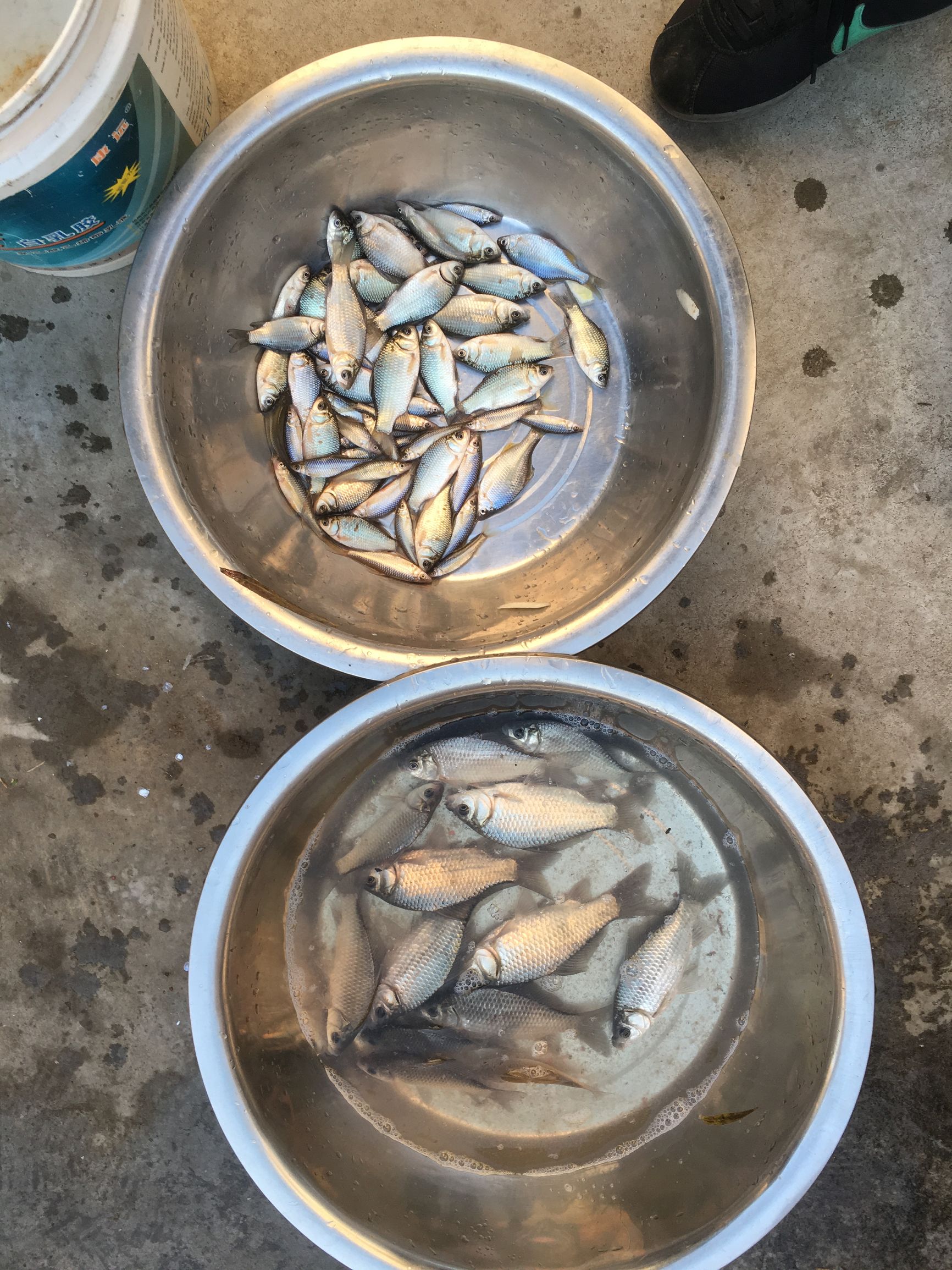 冬季-6℃—4℃大晴天钓鱼，钓友们你们猜渔获会怎么样呢？