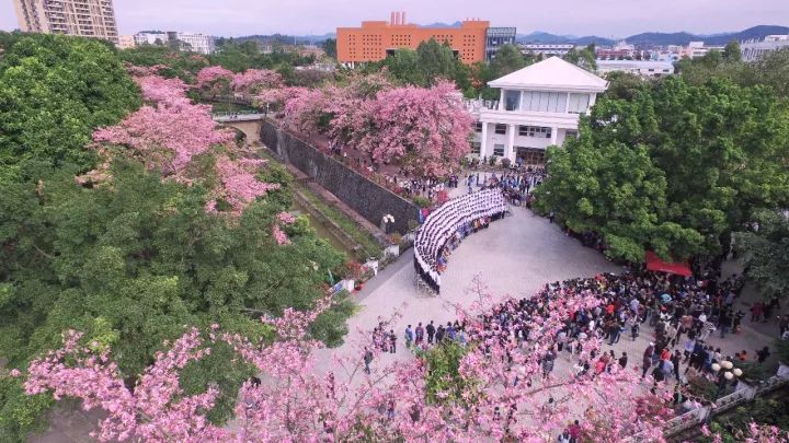 一个人去看樱花是种什么体验,广州看樱花哪里好玩