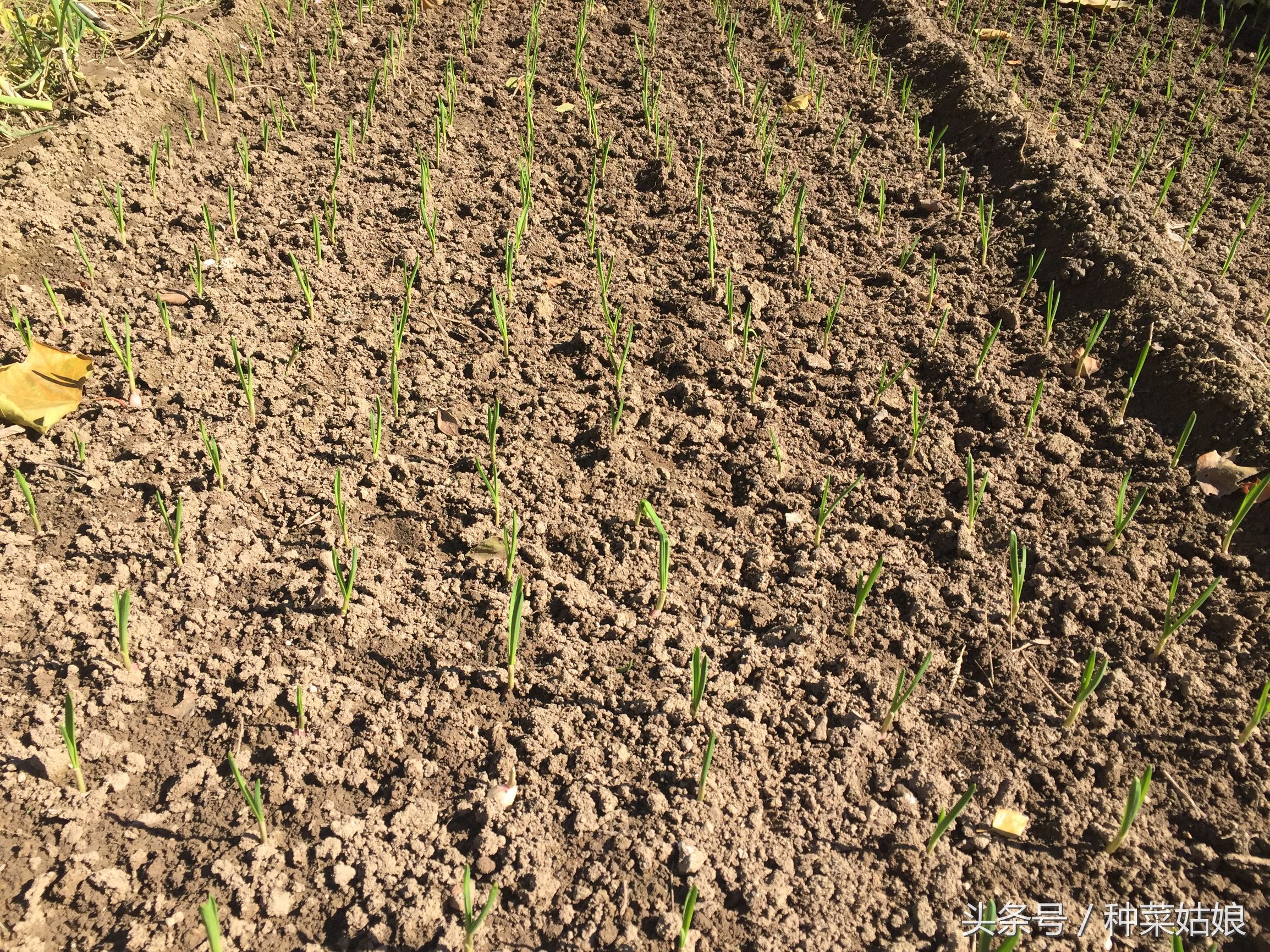 种大蒜正确的方法通俗易懂的,一句话学会种大蒜
