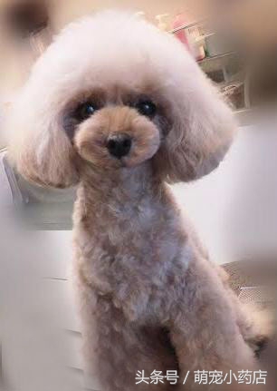 贵宾老咬人，老爱跑床上，怎么整改？给你支招！