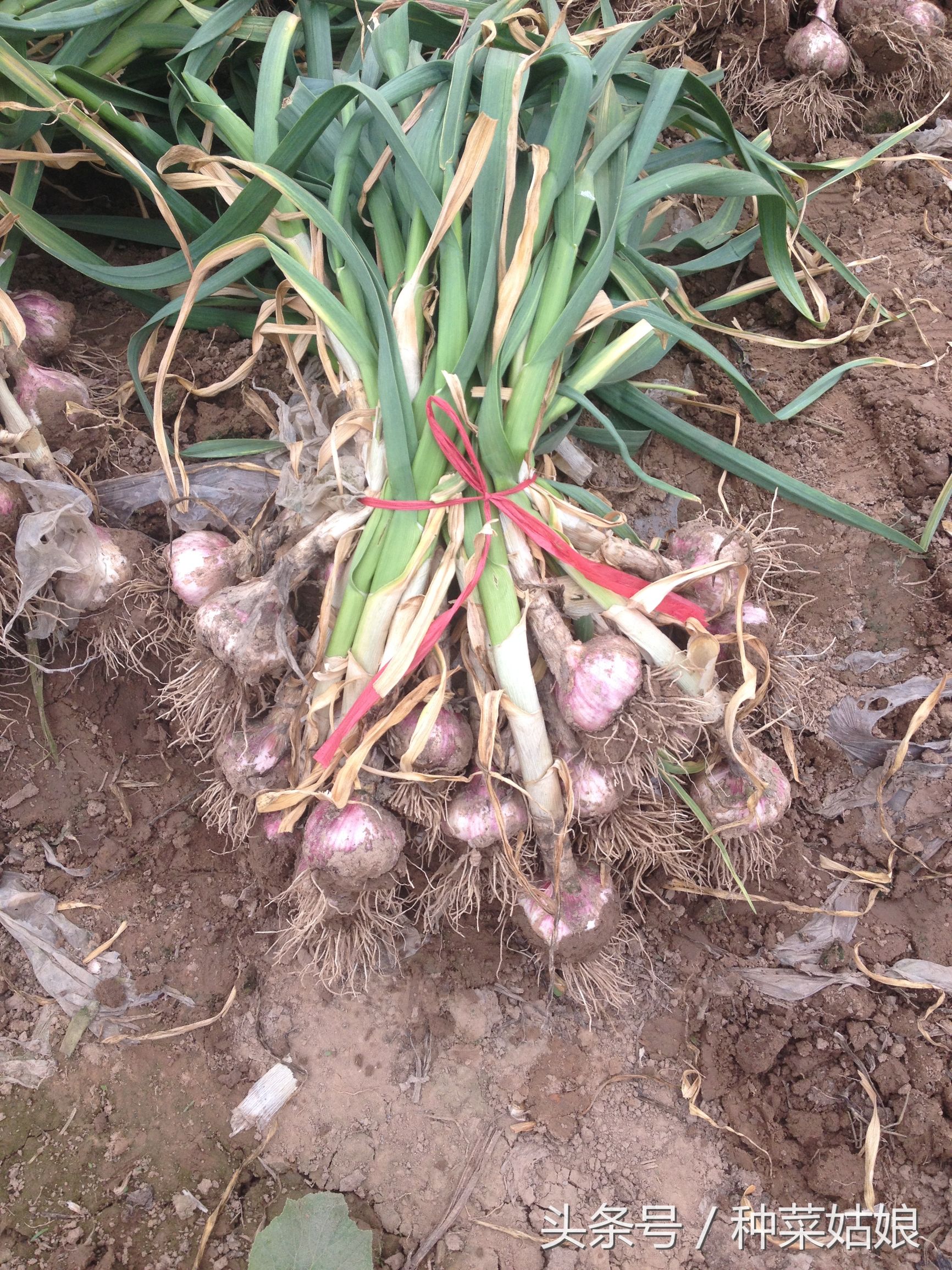 种大蒜正确的方法通俗易懂的,一句话学会种大蒜