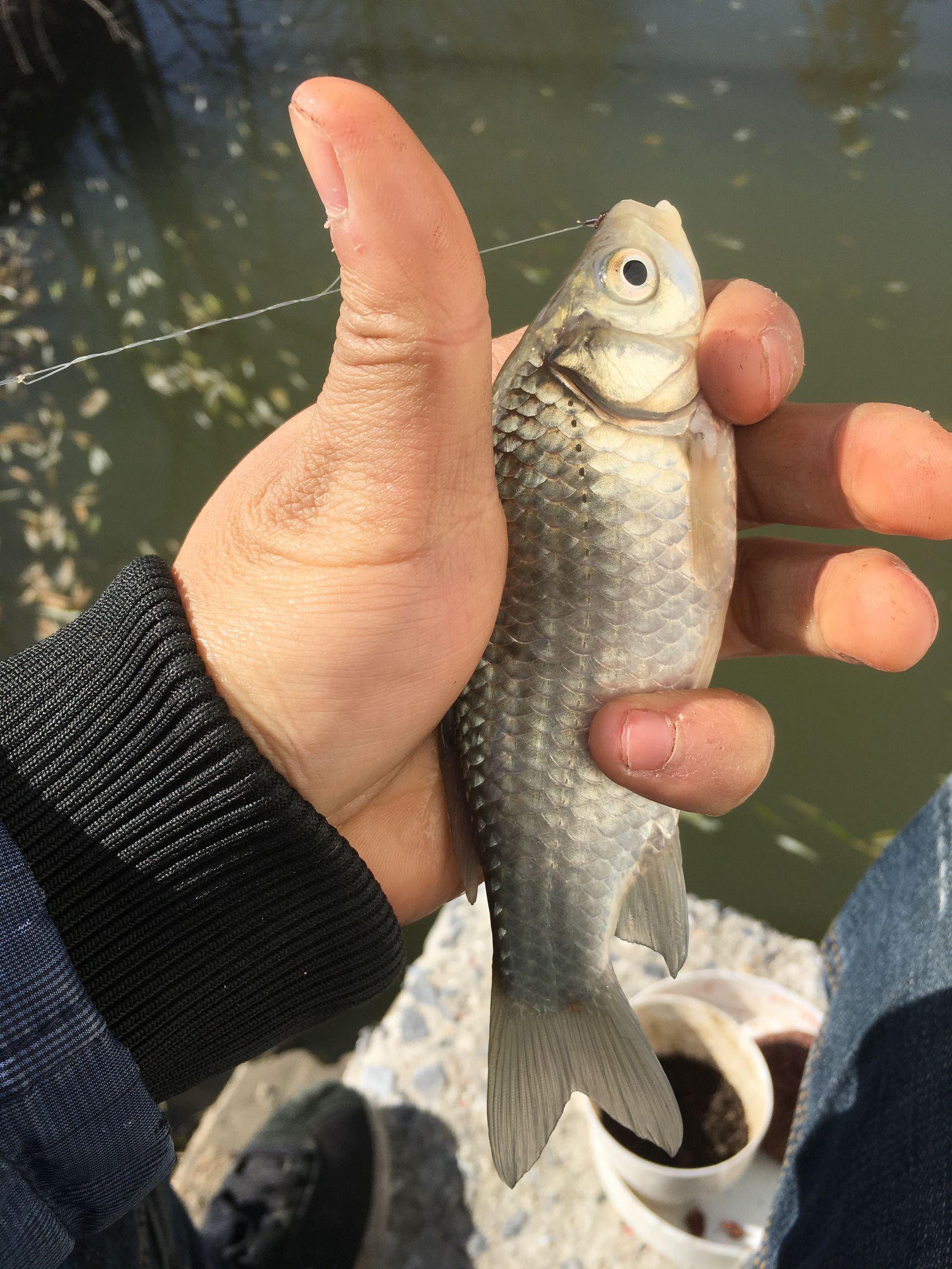 冬季-6℃—4℃大晴天钓鱼，钓友们你们猜渔获会怎么样呢？