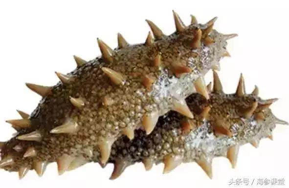 什么产地的海参最好,海参产地大揭秘哪里海参最好