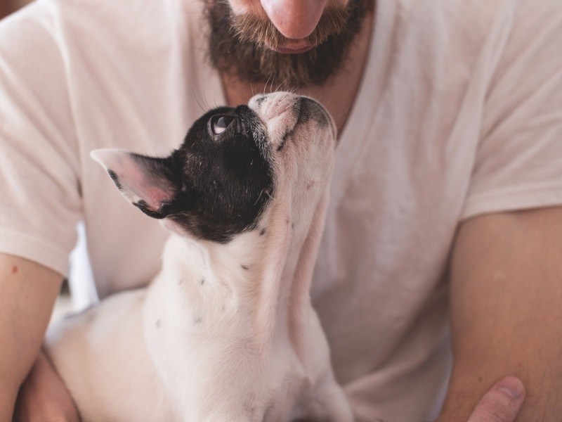 狗狗最爱哪个品种,最爱叫的狗狗排行榜