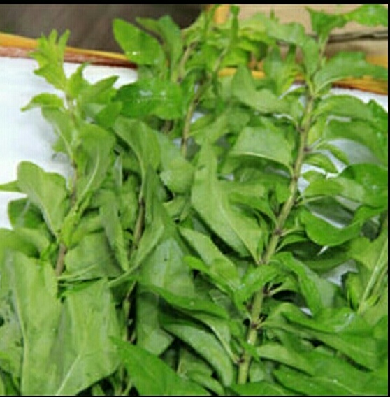 农村地头带刺的植物,农村这种最不起眼的植物