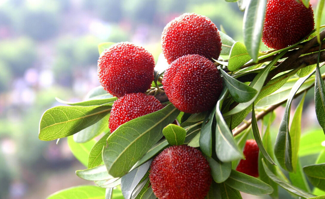 杨梅为什么去年结果今年不结果,为什么自家种的杨梅不结果呢