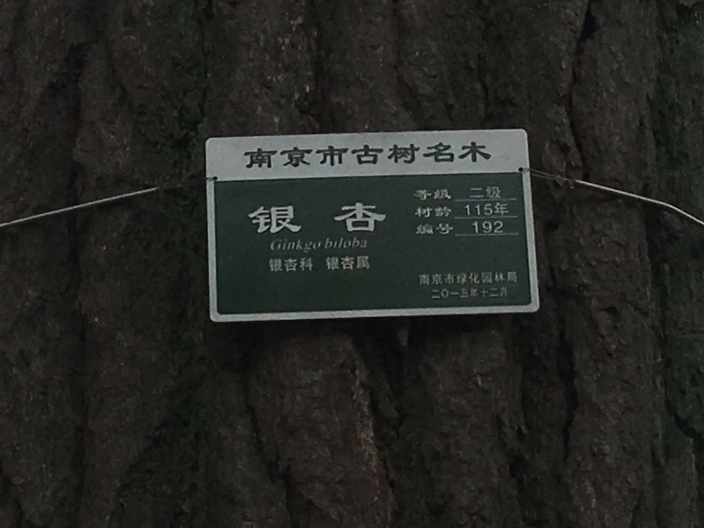 这棵银杏树，经历过湘军烧毁太平天国天王府的那把大火吗？