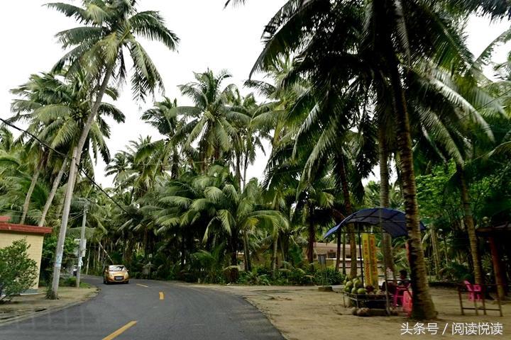 海南东郊椰林旅游攻略,海南静谧的椰林