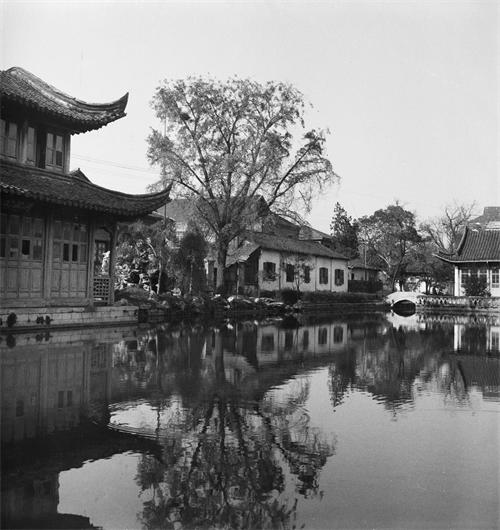 这棵银杏树，经历过湘军烧毁太平天国天王府的那把大火吗？