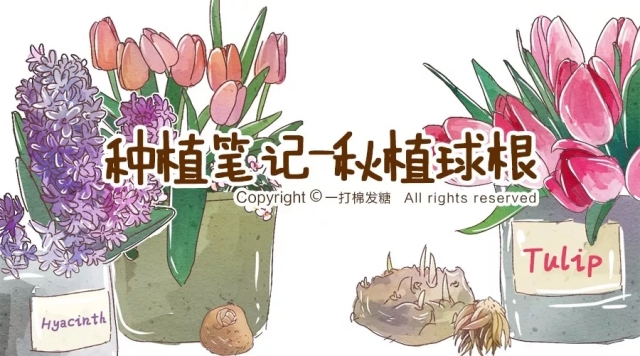 你也想拥有一个繁花似锦的春天？有这份球根种植笔记就够了