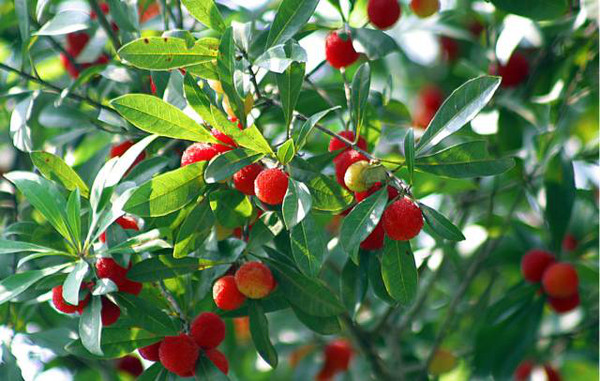 杨梅为什么去年结果今年不结果,为什么自家种的杨梅不结果呢