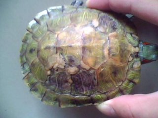 乌龟生病了怎么办？最全面的疾病治疗方法快快看看救小龟一命！