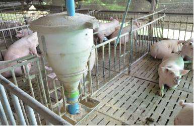 国家对生猪养殖的支持政策,国家怎么补贴猪养殖户