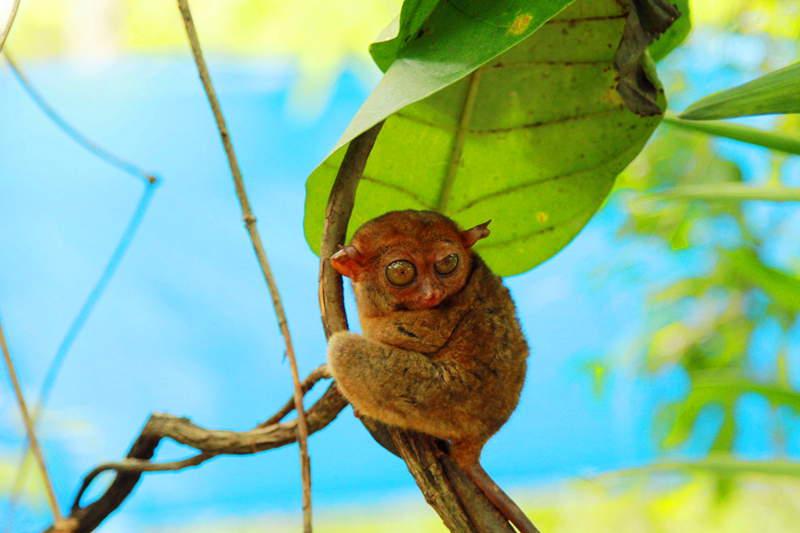菲律宾旅游攻略旅游目的地,菲律宾十大旅游攻略