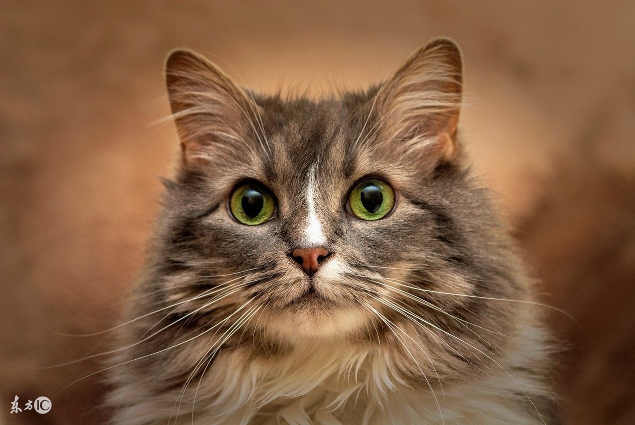 最不容易生病的猫咪品种,世界上最可爱的猫咪品种