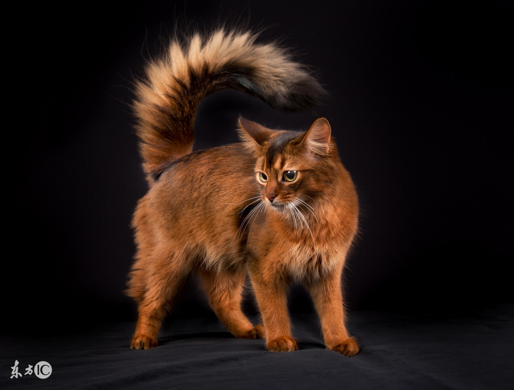 最不容易生病的猫咪品种,世界上最可爱的猫咪品种