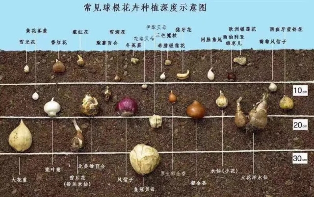 你也想拥有一个繁花似锦的春天？有这份球根种植笔记就够了