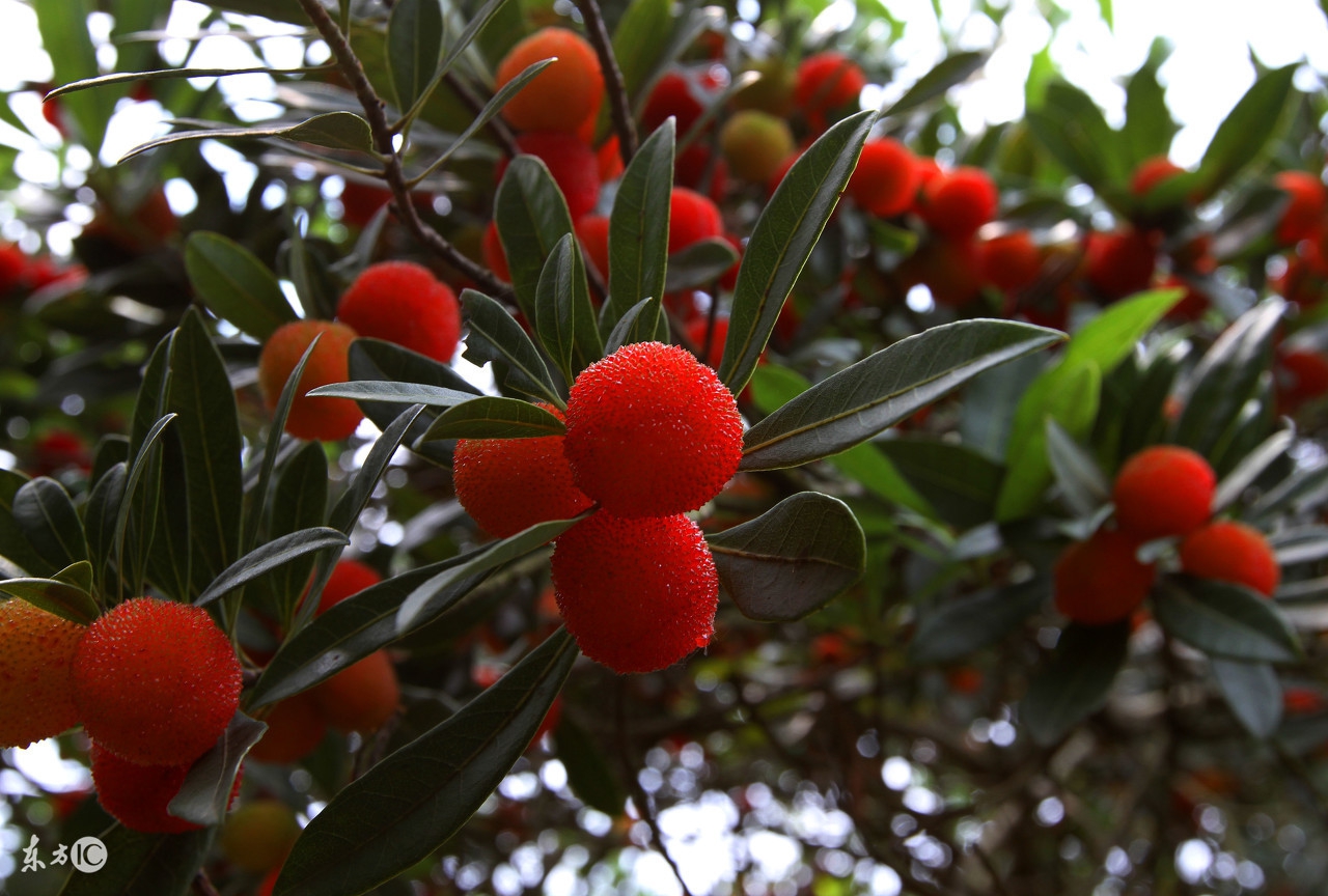 杨梅为什么去年结果今年不结果,为什么自家种的杨梅不结果呢