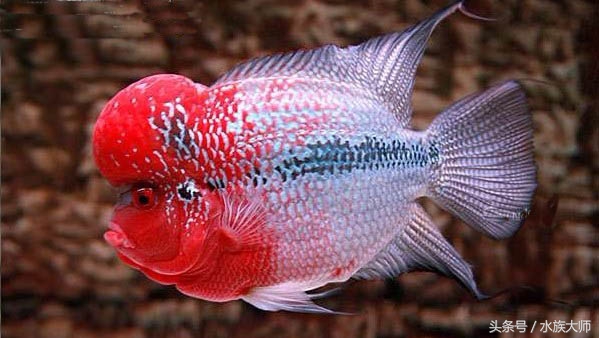 罗汉鱼刚入缸注意事项,新手养罗汉鱼要注意什么