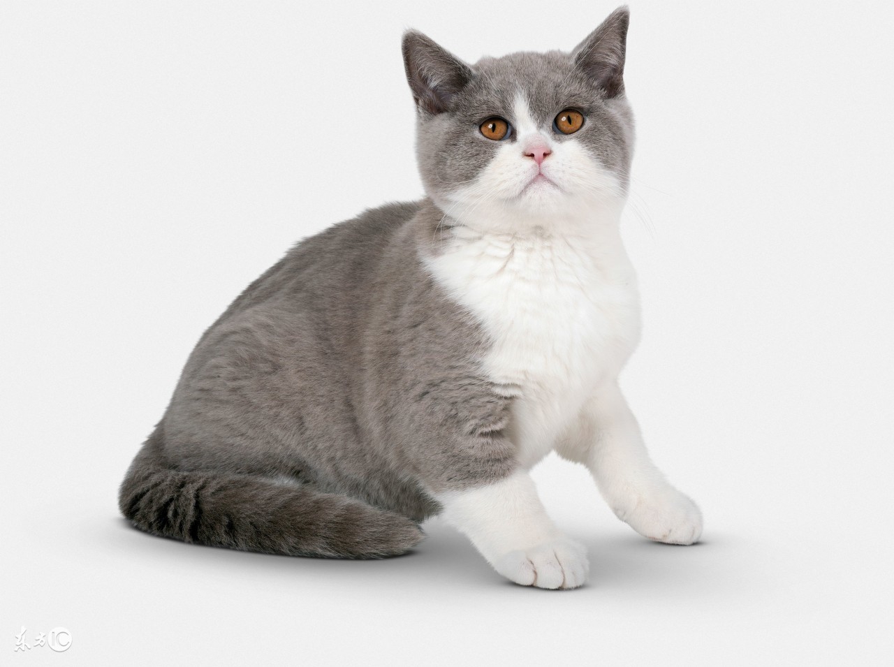 最不容易生病的猫咪品种,世界上最可爱的猫咪品种