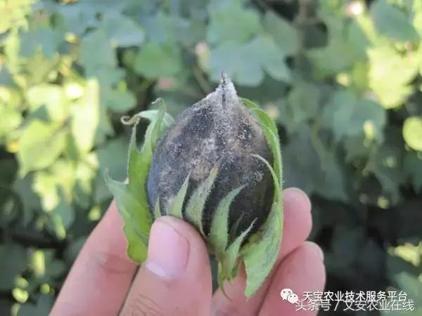 草莓灰霉病图谱及防治,黄皮果灰霉病图谱