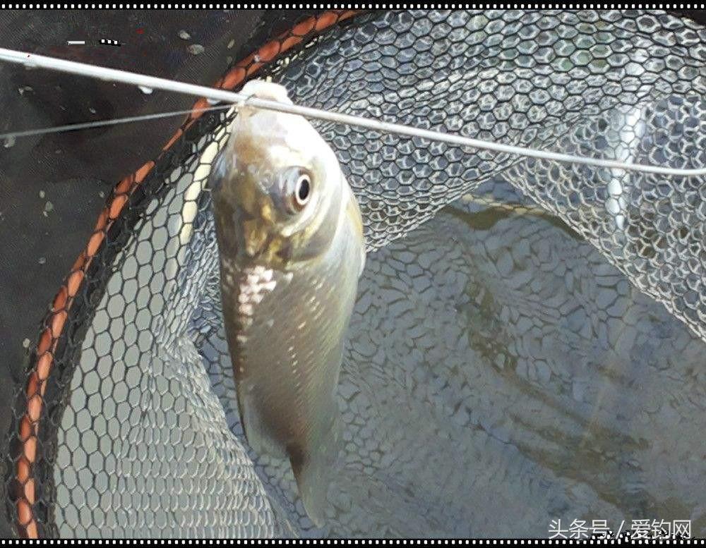 鲫鱼饵料哪个最好,各品牌鲫鱼饵料可以搭配使用吗