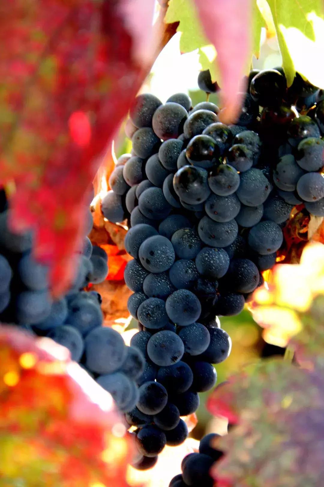 新手怎么挑适合自己的红酒,怎样挑选一瓶好的红酒视频教学