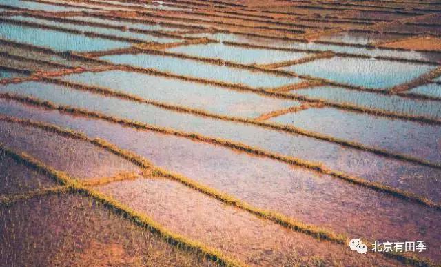 都说东北五常稻花香大米好吃，这是有原因的