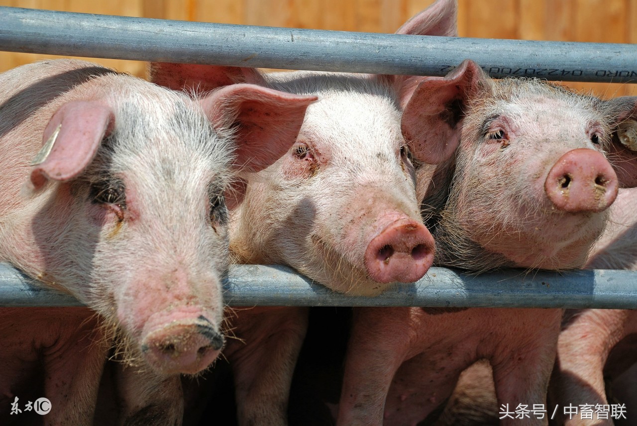 猪大肠杆菌病的治疗措施,猪大肠杆菌的症状和治疗方法论文