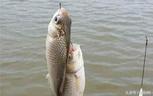 鲫鱼饵料哪个最好,各品牌鲫鱼饵料可以搭配使用吗