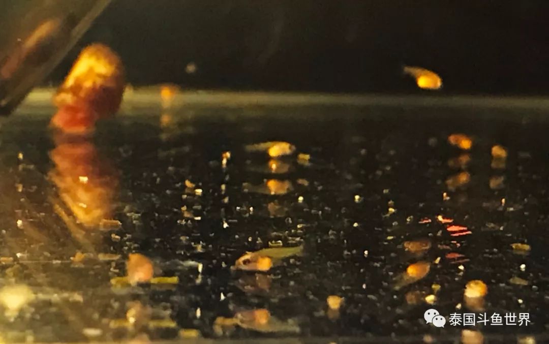 如何养好斗鱼泰国斗鱼,泰国斗鱼鱼苗喂养教程