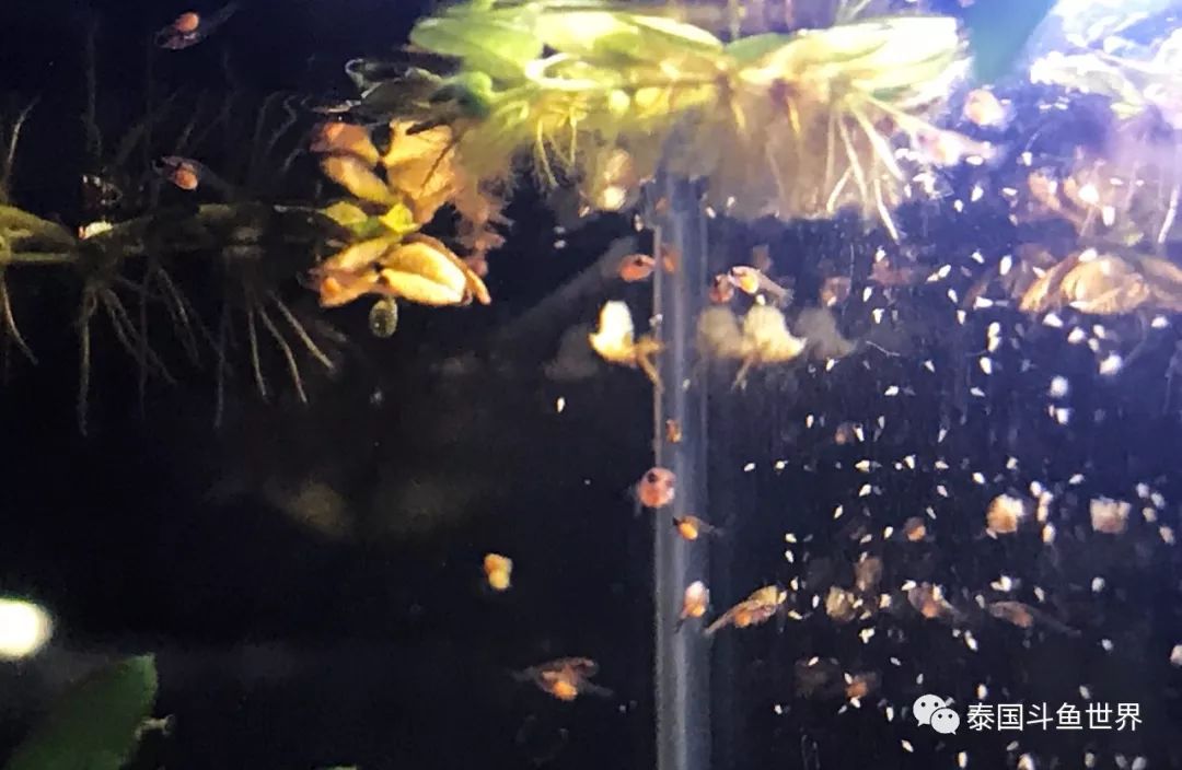 如何养好斗鱼泰国斗鱼,泰国斗鱼鱼苗喂养教程