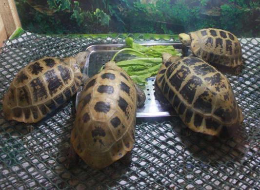 缅甸陆龟正确泡澡方法,缅甸陆龟生病怎么处理