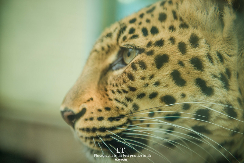 这里铁树开花是家常便饭，还有穿白色V领服的贪吃黑熊