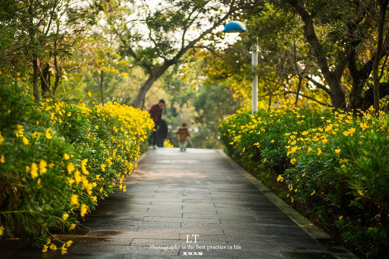 这里铁树开花是家常便饭，还有穿白色V领服的贪吃黑熊