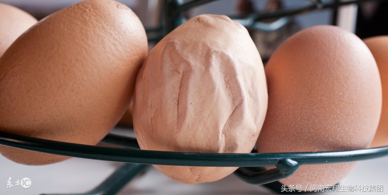 养鸡成活率低怎么解决,产蛋率下降了怎么快速提上去