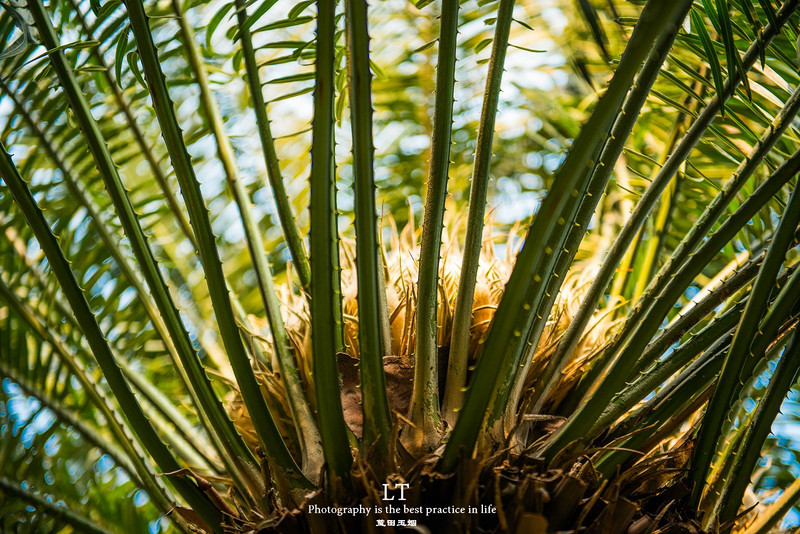 这里铁树开花是家常便饭，还有穿白色V领服的贪吃黑熊