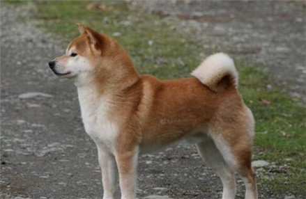 如何挑选柴犬详细教程送给你,挑选柴犬的十大忠告