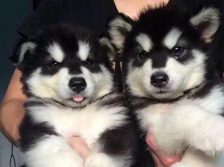 如何挑选阿拉斯加幼犬,怎样挑选阿拉斯加幼犬