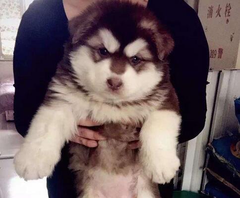 如何挑选阿拉斯加幼犬,怎样挑选阿拉斯加幼犬