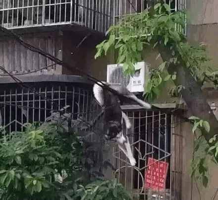 哈士奇千千万，目前网上的“网红”哈士奇是哪条呢？