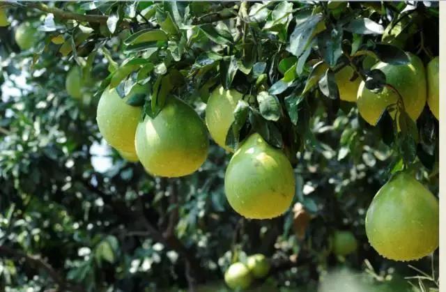 华润五丰营销,华润五丰主要做什么